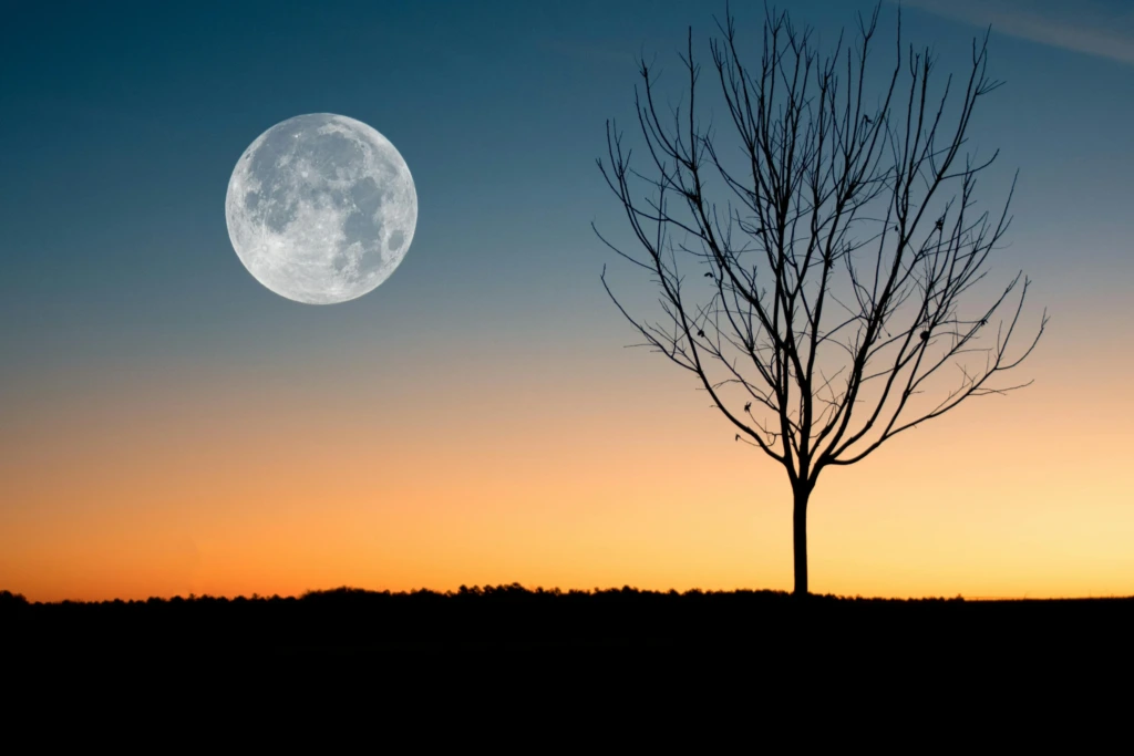 Gün batımında çıplak bir ağacın yanında dev bir dolunay, yeni başlangıçlarla vedalaşmaları buluşturan etkileyici bir astrolojik manzara.