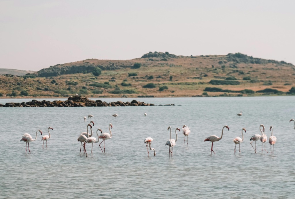 Deniz, Güneş, Rüzgar Bir Arada: Gökçeada Rehberi