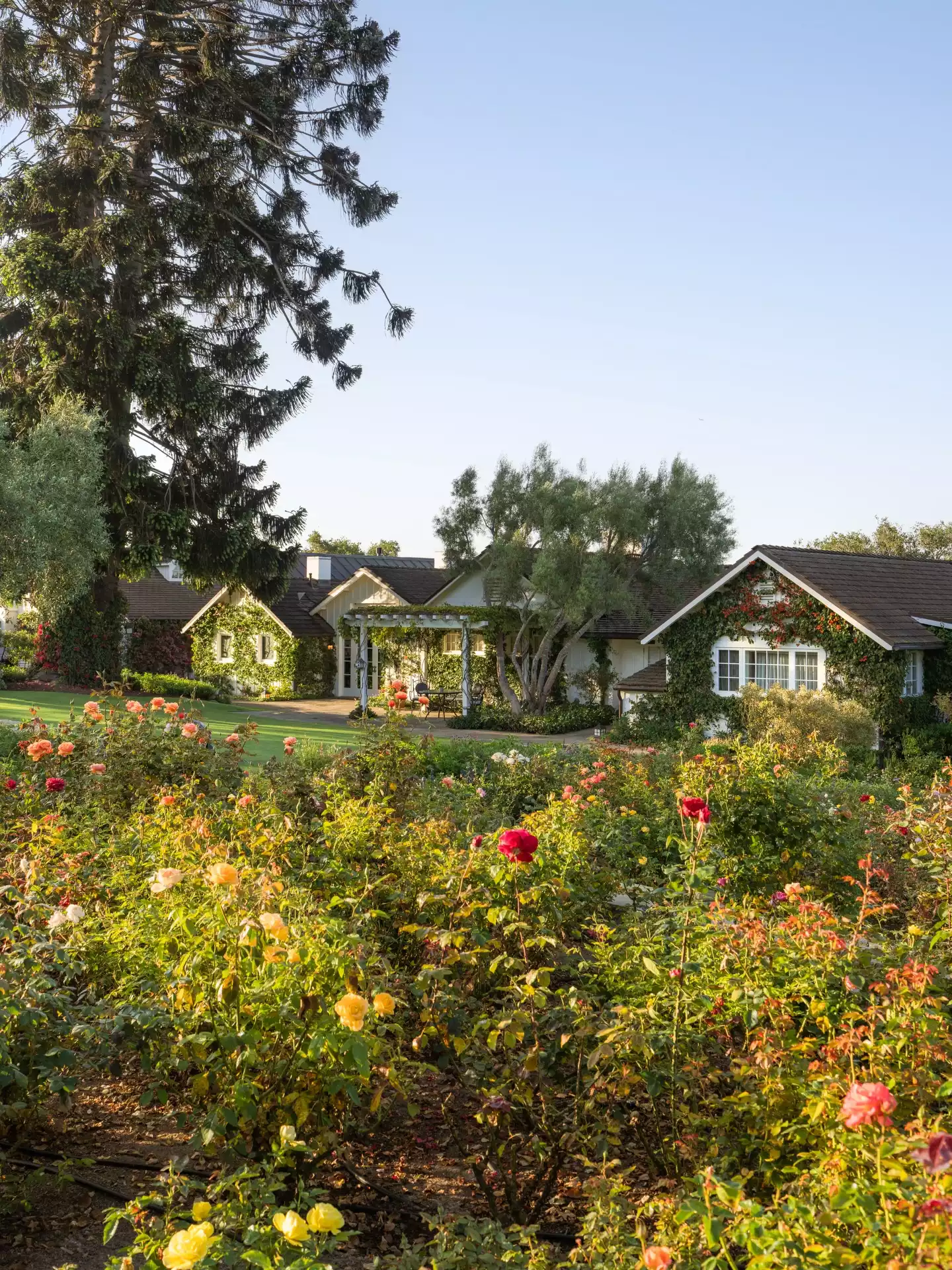San Ysidro Ranch'in yemyeşil çim alanının hemen ötesinde, duvarları sarmaşıklarla bezenmiş beyaz kır evlerinin ve altında oturma grubu olan bir pergolanın görüldüğü, ön planda canlı renklerde açmış sayısız gülün bulunduğu huzurlu bir bahçe manzarası.