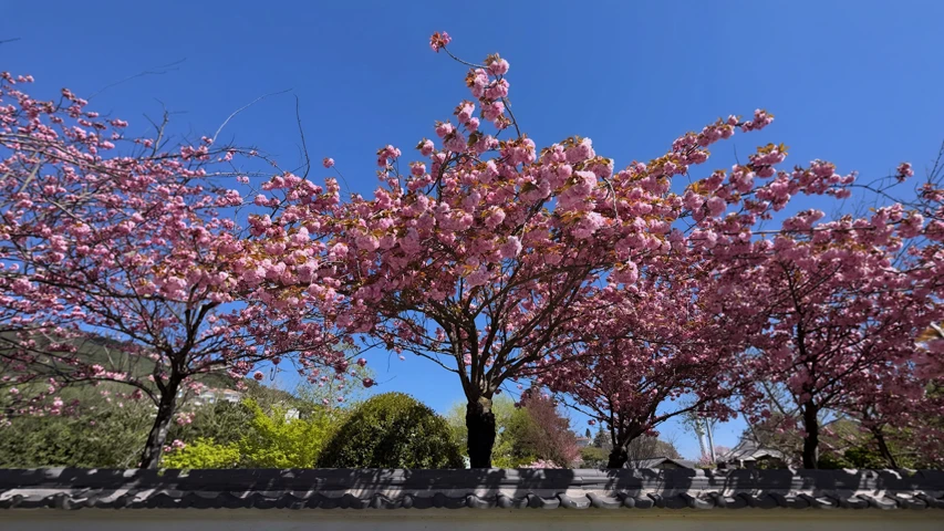 Masmavi bir gökyüzü altında, Baltalimanı Japon Bahçesi'nin karakteristik geleneksel duvarının arkasında coşkuyla açmış, dalları yoğun pembe kiraz çiçekleriyle dolu ağaçların göz alıcı bahar görüntüsü.