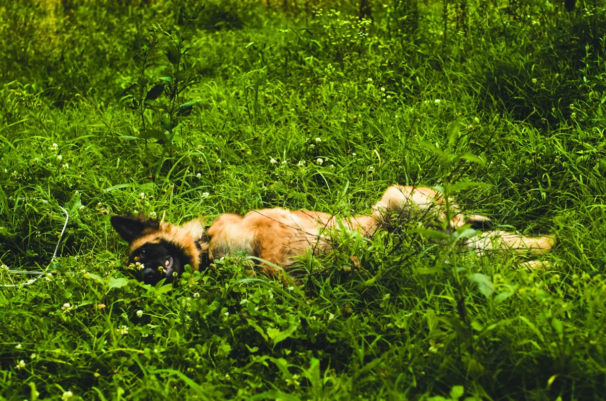Yeşil çimenlerin arasında sırt üstü uzanmış, keyifli bir ifadeyle ağzı hafifçe açık görünen Malinois cinsi bir köpek, huzurlu bir şekilde dinlenirken etrafındaki küçük beyaz çiçekler doğal ve sakin bir ortam oluşturuyor.