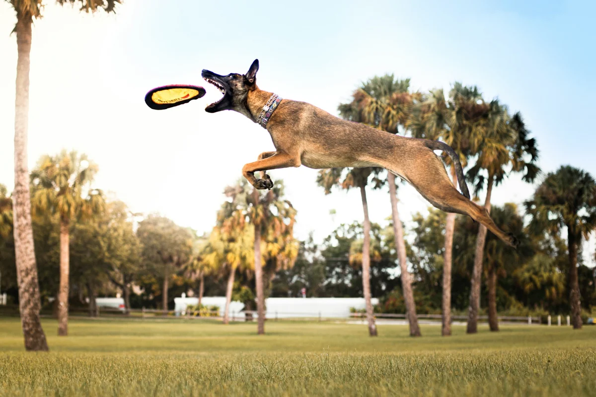 Belçika Kurdu Malinois cinsi kahverengi bir köpek, ağzı sonuna kadar açık, parlak sarı bir frizbi oyuncağını yakalamak için çimenlik bir parkta havada zıplarken; arka planda uzun palmiye ağaçları ve açık bir gökyüzü dikkat çekiyor.