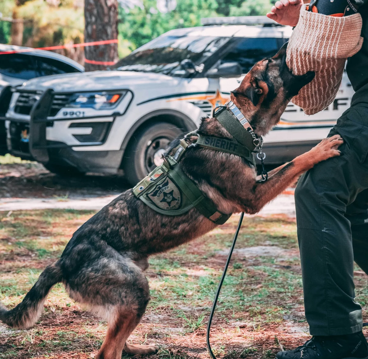 Belçika Kurdu Malinois cinsi polis köpeği, yeşil SHERIFF yeleği ile görev eğitimi sırasında bir eğitmenin koruyucu kolluğunu ısırırken ve arka planda bir devriye aracı seçilirken yoğun bir an sergiliyor.