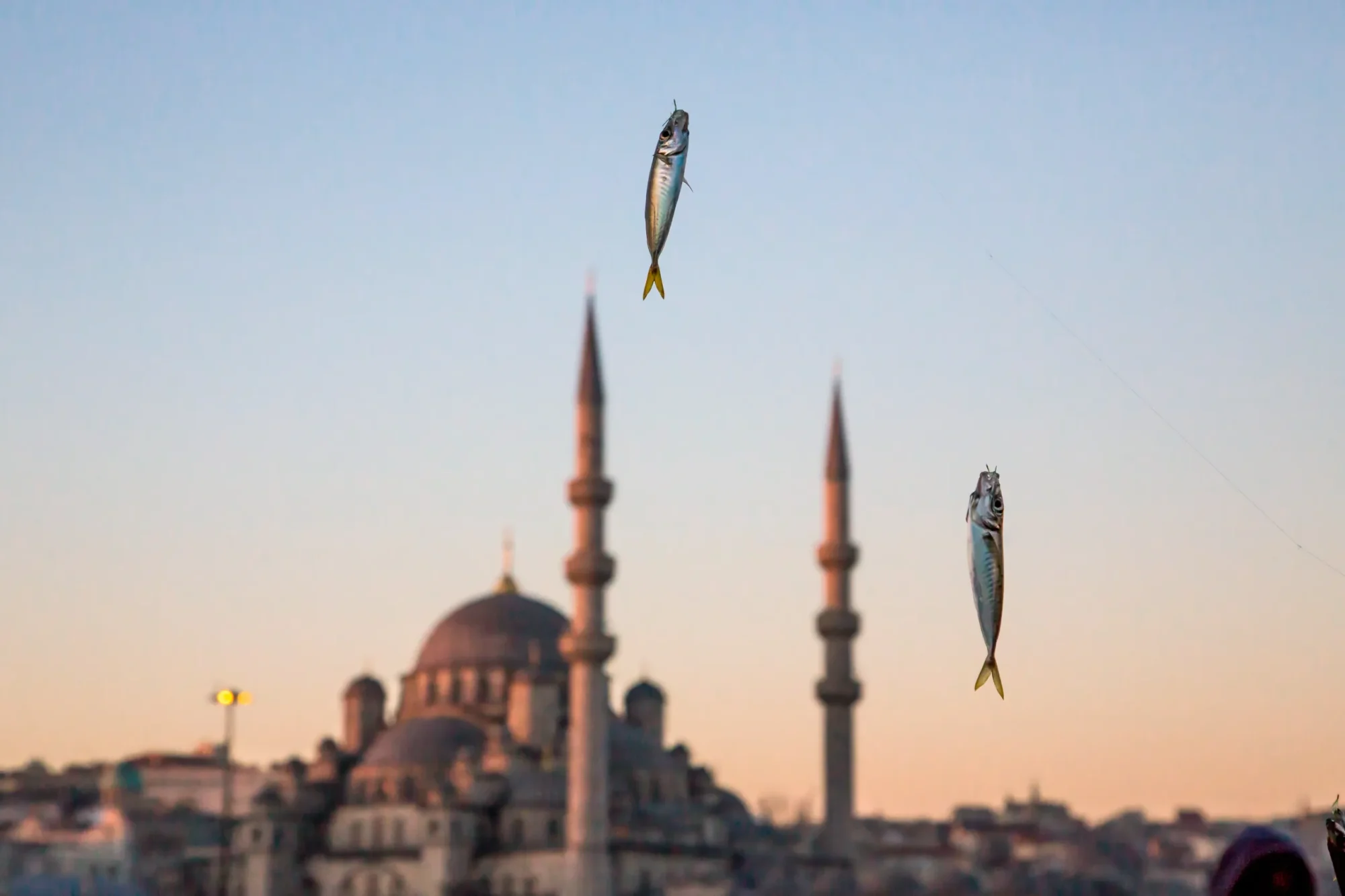 Gün batımının veya doğumunun yumuşak tonlarındaki gökyüzünün ve İstanbul'un ikonik cami silüetinin hafifçe bulanık olduğu bir arka plan önünde, oltaların ucunda asılı duran iki parlak gümüşi balık belirgin şekilde görülüyor.